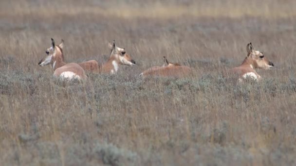 グランドテトン国立公園の草の中に横たわるプロンホーンズの小さな群れ — ストック動画
