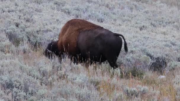 Bison Även Känd Som Amerikansk Buffel Betar Gräs Yellowstone National — Stockvideo
