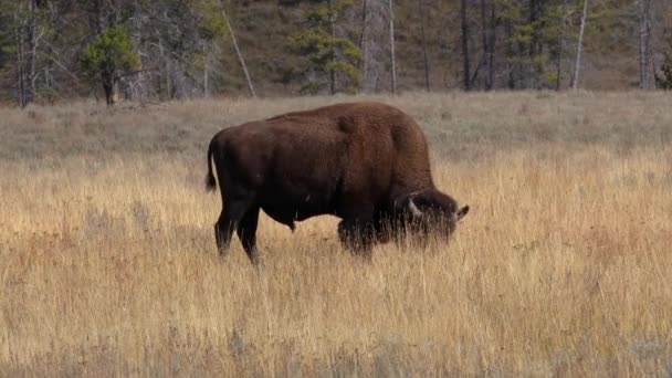 Bizon Znany Również Jako Bawół Amerykański Jesienią Wypasający Się Trawie — Wideo stockowe