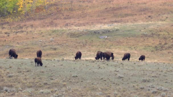 Flocken Bison Även Känd Som Amerikansk Buffel Betar Gräs Yellowstone — Stockvideo