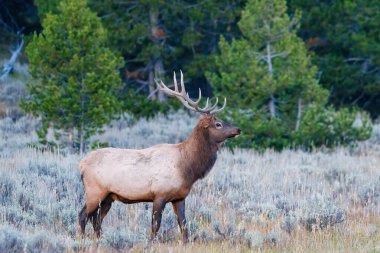 Wyoming 'deki Grand Teton Ulusal Parkı' ndaki çam ağaçlarının yakınındaki çayırda duran bir geyiğin (Cervus canadensis) yakınında..