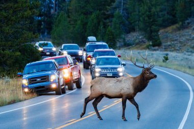 Grand Teton Ulusal Parkı, WY, ABD - 24 Eylül 2023: Wyoming 'deki Grand Teton Ulusal Parkı' nda trafiğin durduğu yolda yürüyen bir Boğa geyiğinin (Cervus canadensis) yakın çekimi