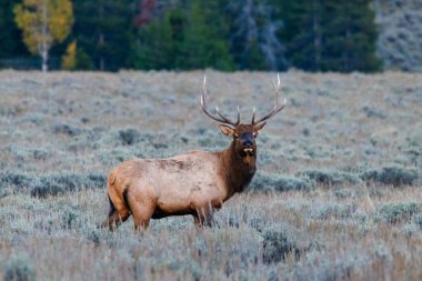 Wyoming, Grand Teton Ulusal Parkı 'ndaki çayırda duran ve kameraya bakan bir boğa geyiğine (Cervus canadensis) yaklaşın..