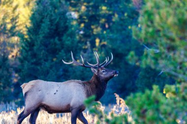 Wyoming 'deki Grand Teton Ulusal Parkı' ndaki çam ağaçlarının yanındaki bir çayırda duran geyik (Cervus canadensis)..