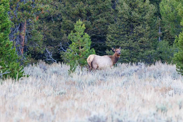 Grand Teton Ulusal Parkı, Wyoming 'de sonbaharın başlarında ağaç sınırının yakınındaki bir çayırda duran inek geyiği (Cervus canadensis).