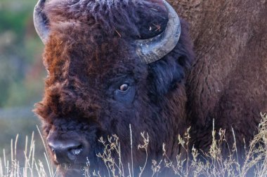 Bizon 'a yakın, aynı zamanda Amerikan bufalosu olarak da bilinir. Sonbaharda Yellowstone Ulusal Parkı' nda kameraya bakıyor..