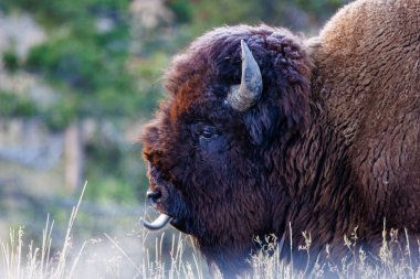 Yellowstone Ulusal Parkı 'nda dili dışarı fırlamış bizon olarak da bilinen bir Amerikan bizonunun yan profili.