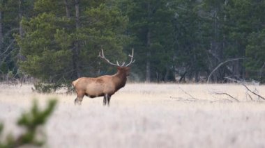 Boğa geyiği (Cervus canadensis) Grand Teton Ulusal Parkı, Wyoming 'deki çam ağaçlarının yakınındaki bir çayırda duruyor..