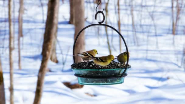 Американський Goldfinch Spinus Trgeme Їсть Насіння Соняшнику Годівниці Птахів Взимку — стокове відео