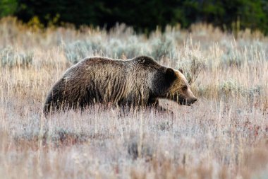 Boz ayının yan profili (Ursus arctos horribilis) 793 Ekim 2023 'te Grand Teton Ulusal Parkı' nda