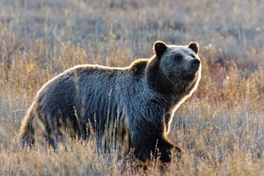 Boz ayının yan profili (Ursus arctos horribilis) 793 Ekim 2023 'te Grand Teton Ulusal Parkı' nda