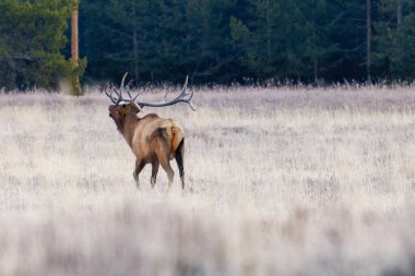 Boğa geyiği (Cervus canadensis) Grand Teton Ulusal Parkı, Wyoming 'de sonbahar boyunca yürüyüp gezer.