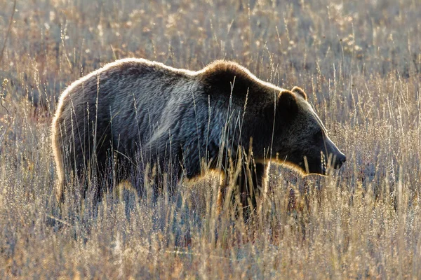 Boz ayının yan profili (Ursus arctos horribilis) 793 Ekim 2023 'te Grand Teton Ulusal Parkı' nda