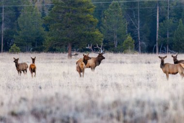 Olgun Boğa Geyiği (Cervus canadensis), Wyoming 'deki Grand Teton Ulusal Parkı' nda sonbaharın başlarında ineklerin haremi ile çimenli bir çayırda duruyor..