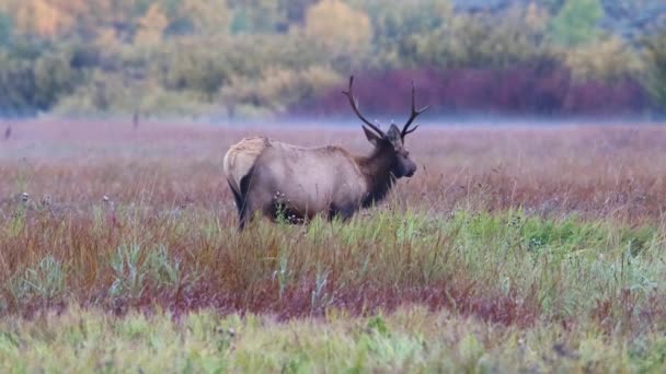 Bull Elk Cervus Canadensis Βόσκηση Γρασίδι Στο Εθνικό Πάρκο Grand — Αρχείο Βίντεο