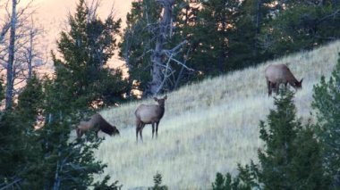 İnek geyiği (Cervus canadensis) Wyoming 'de bir dağ yamacında sonbahar boyunca