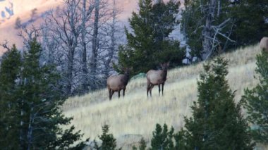 İnek geyiği (Cervus canadensis) Wyoming 'de bir dağ yamacında sonbahar boyunca