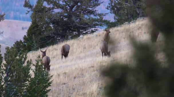 Batı Wyoming Boğa Geyiği Cervus Canadensis Tekdüze Bir Ineğin Kokusunu — Stok video