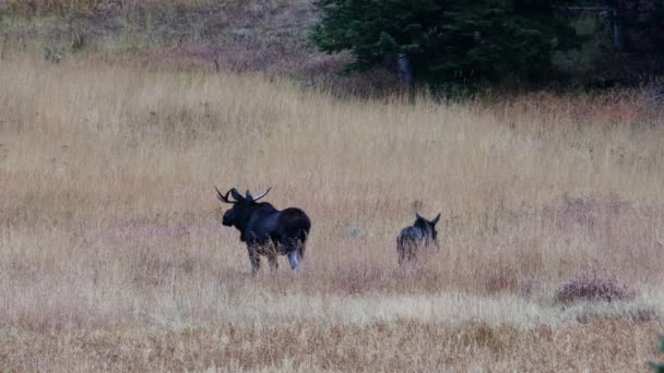Bull Cow Moose Alces Alces Grazing Meadow Bighorn Mountains Wyoming — Stock Video