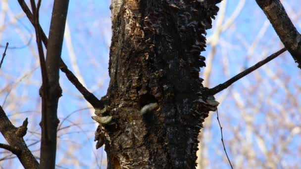 가을에 포플러 나무에서 구멍을 발굴하는 Melanerpes Carolinus — 비디오