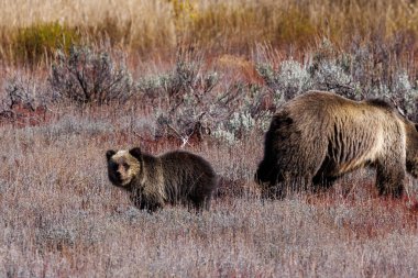 Boz domuz (Ursus arctos horribilis) ve yavrusu Ekim 2023 'te Grand Teton Ulusal Parkı' nda.