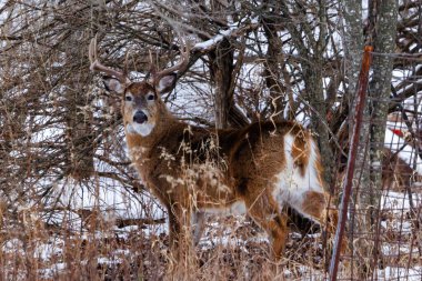 Beyaz kuyruklu geyik (Odocoileus virginianus) kış boyunca karlı bir ormanda durur.