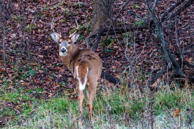 Beyaz kuyruklu geyik (Odocoileus virginianus) sonbahar boyunca bir ormanda durur.