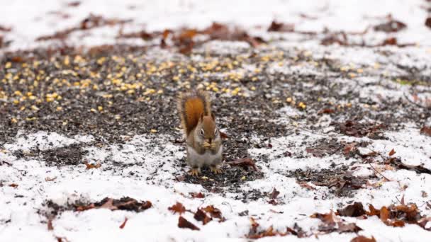 Amerikanisches Rotes Eichhörnchen Tamiasciurus Hudsonicus Frisst Vogelsamen Auf Dem Boden — Stockvideo
