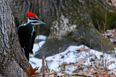 Pileated Woodpecker (Dryocopus pileatus) perched on base of tree looking for predators on the ground. clipart