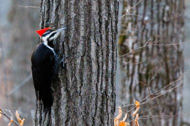 Yığılmış Ağaçkakan (Dryocopus pileatus) kış boyunca bir ağaca tünedi ve kendi tarafına baktı..