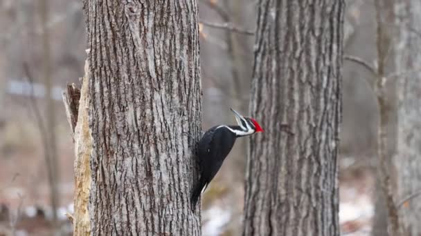 Pileated Woodpecker Dryocopus Pileatus Scaling Tree Trunk Looking Predators Side — Stock video