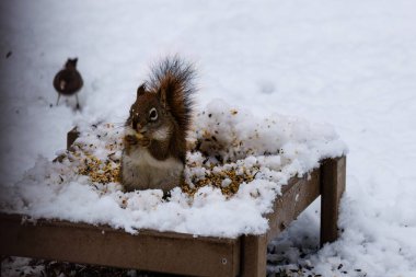 American Red Squirrel (Tamiasciurus hudsonicus) eating on a ground feeder in the snow during winter clipart