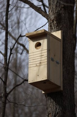 Homemade Pileated Woodpecker (Dryocopus pileatus) nesting box mounted on a dead tree during spring. clipart