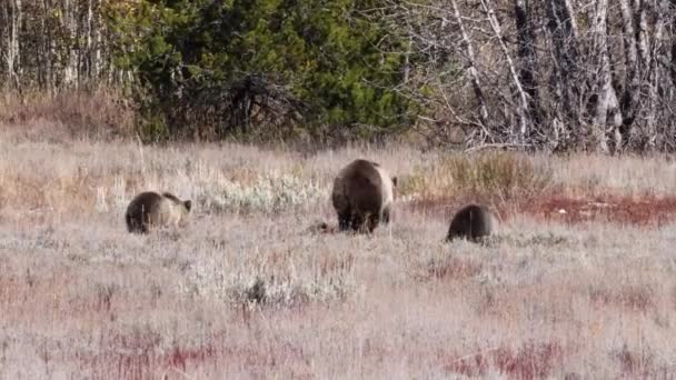 Grizzlybär Ursus Arctos Horribilis Und Junge Laufen Grand Teton Nationalpark — Stockvideo