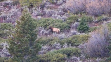 Olgun boğa geyiği (Cervus canadensis) güz döneminde Grand Teton Ulusal Parkı, Wyoming 'de dolaşır.