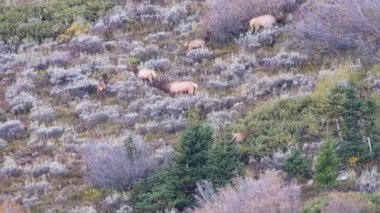 Grand Teton Ulusal Parkı, Wyoming 'de sonbahar aylarında haremi ile birlikte trophy geyiği (Cervus canadensis)