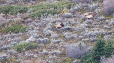 Grand Teton Ulusal Parkı, Wyoming 'de sonbaharda öküz geyiği (Cervus canadensis) dağa tırmanır.