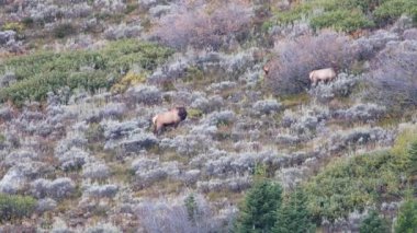 Galibiyet geyiği (Cervus canadensis) Grand Teton Ulusal Parkı, Wyoming 'de sonbaharda dağa doğru koşar.