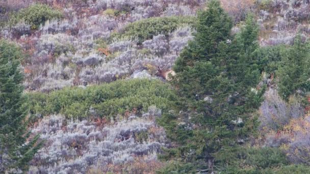 Зрелый Лось Cervus Canadensis Прогулка Отверстие Национальном Парке Гранд Титон — стоковое видео