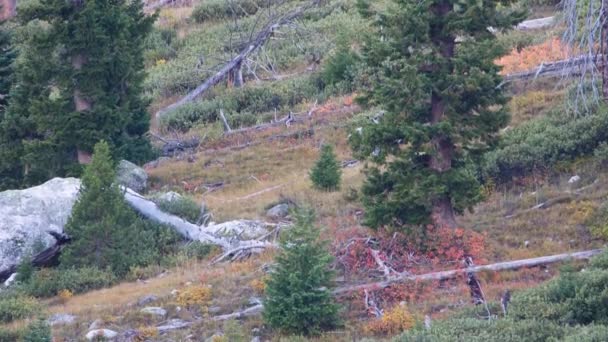 Trophy Bull Elk Cervus Canadensis Walking Small Clearing Mountain Side — Stock Video