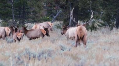 Grand Teton Ulusal Parkı, Wyoming 'deki Rut sırasında haremi ile kameraya bakan bir boğa geyiğinin (Cervus canadensis) yakınında.