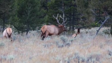 Yetişkin geyik (Cervus canadensis) Grand Teton Ulusal Parkı, Wyoming 'deki haremi sırasında