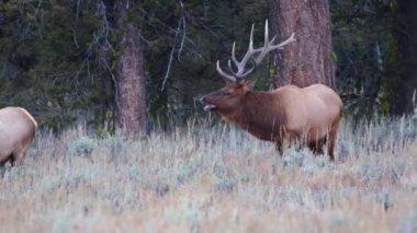 Grand Teton Ulusal Parkı, Wyoming 'deki Rut sırasında haremine bakan bir boğa geyiğinin (Cervus canadensis) yakınında.
