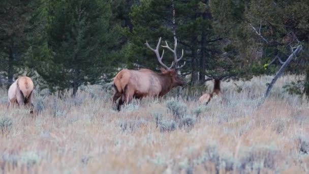 Adult Bull Elk Cervus Canadensis Χαρέμι Του Κατά Διάρκεια Του — Αρχείο Βίντεο