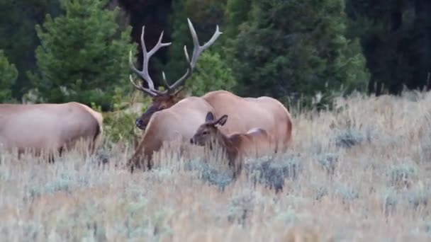Adult Bull Elk Cervus Canadensis Cow Licking His Nose Rut — Stock Video