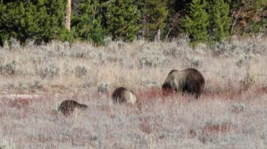 Boz Ayı (Ursus arctos horribilis) Grand Teton Ulusal Parkı 'nda köklerini yerken ayağa kalkar..