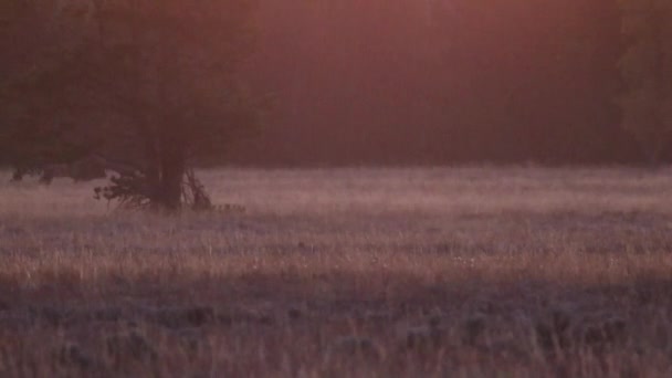 Mature Trophy Bull Elk Cervus Canadensis Walking Meadow Early Morning — Stock Video