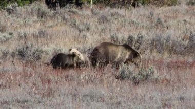 Boz Ayı (Ursus arctos horribilis) Grand Teton Ulusal Parkı 'nda köklerini yerken ayağa kalkar..