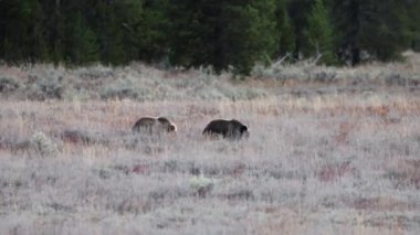 Bir çift boz ayı (Ursus arctos horribilis) Grand Teton Ulusal Parkı 'nda annelerinin yanına yürür..