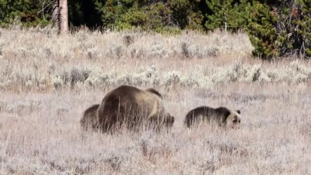 Grizzlybärenpaar Ursus Arctos Horribilis Und Sau Auf Nahrungssuche Grand Teton — Stockvideo